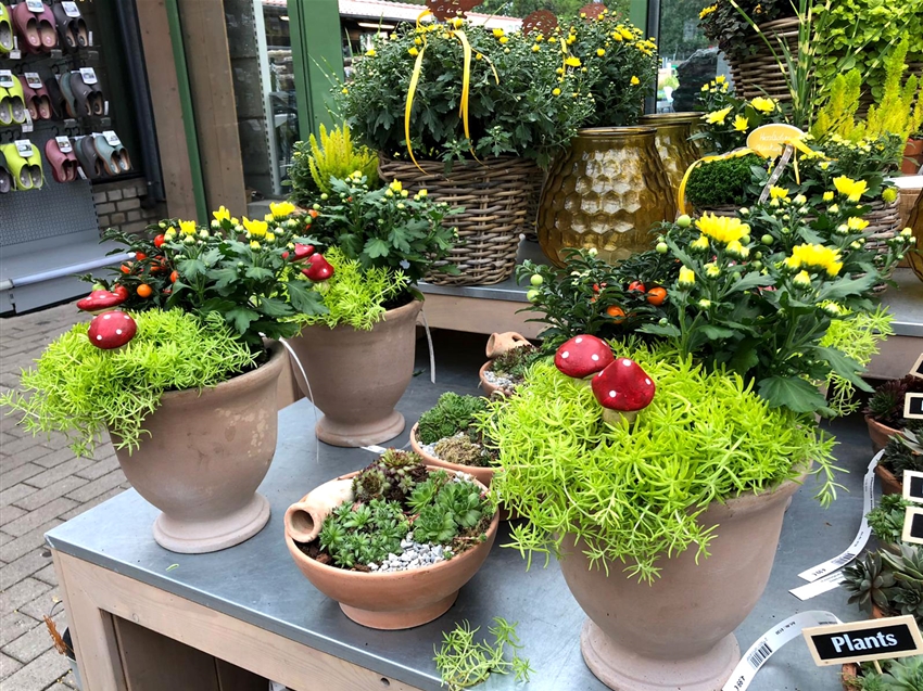 Herbstblumen und Heide im Gartencenter Köln nahe Dormagen und Pulheim