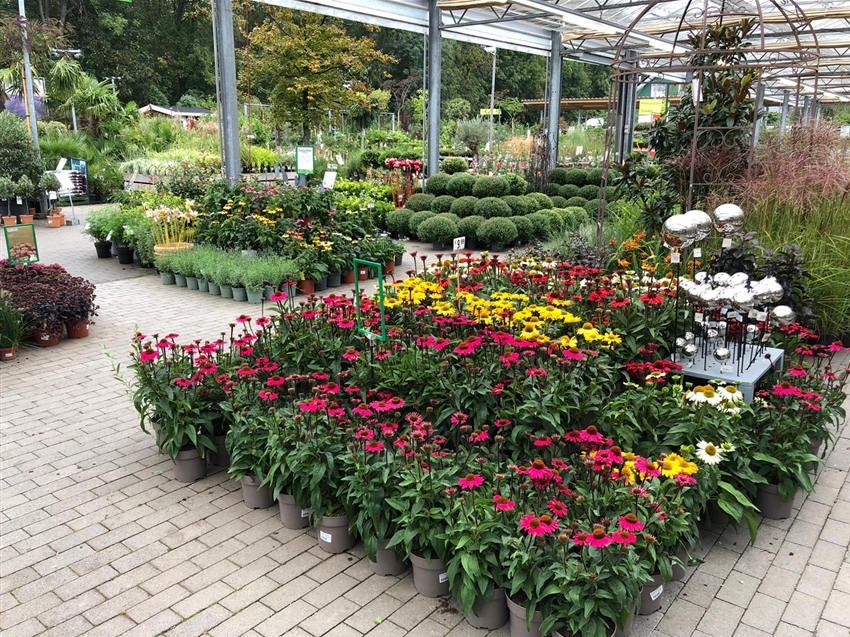 Herbstblumen und Heide im Gartencenter Köln nahe Dormagen und Pulheim