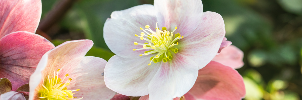 Helleborus Hybride 'HGC® Pink Frost'