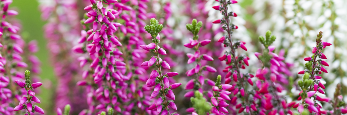 Calluna vulgaris 'Beauty Ladies'® Trio