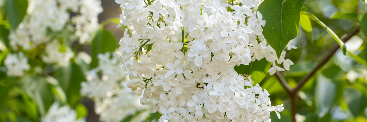 Syringa hyacinthiflora 'Sister Justena'