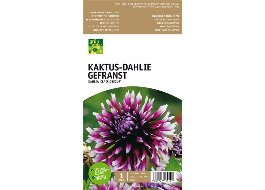 Kaktus-Dahlie Gefranst