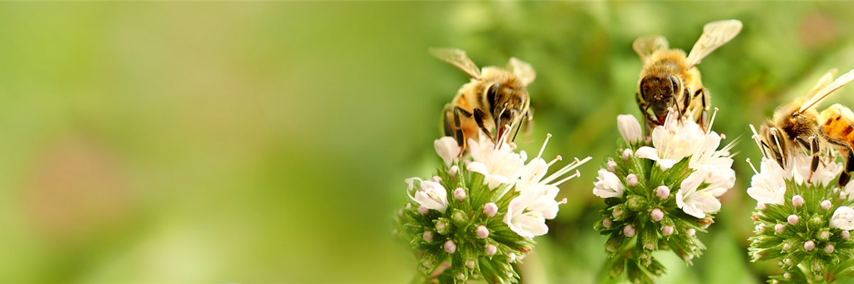 _Headgrafik_S_Bienenpflanzen_1920x500px