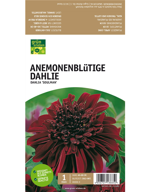 Anemoneblütige Dahlie