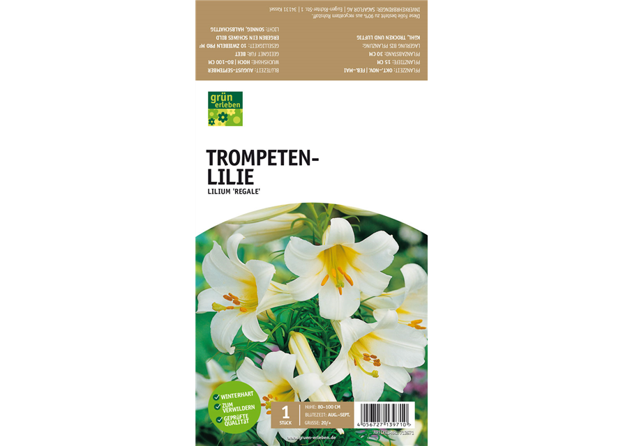 Trompeten-Lilie