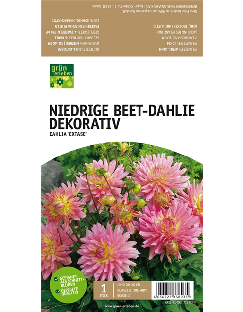 Niedrige Beet-Dahlie, Dekorativ