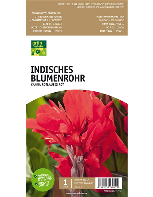 Indisches Blumenrohr