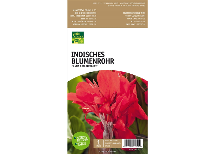 Indisches Blumenrohr