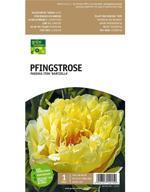 Pfingstrose