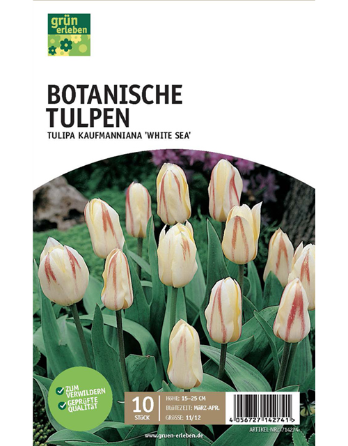 Kaufmanniana-Tulpen