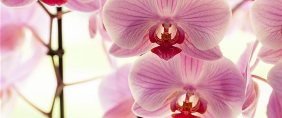 ORCHIDEEN FüR ANFäNGER UND PROFIS