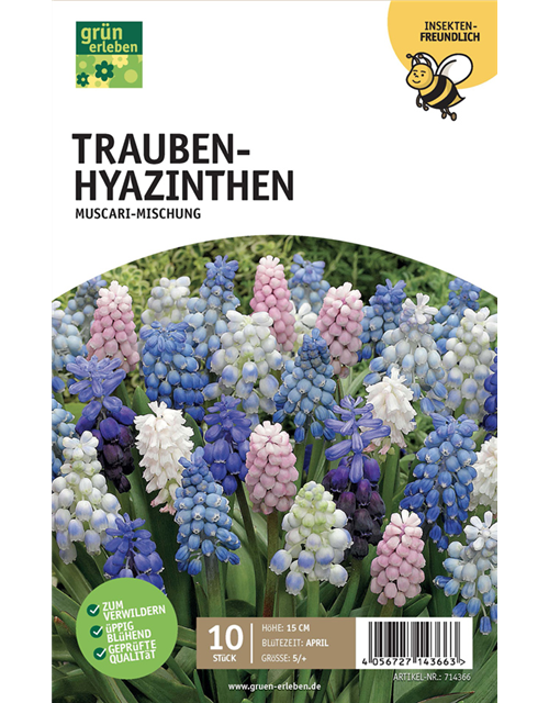 Traubenhyazinthe