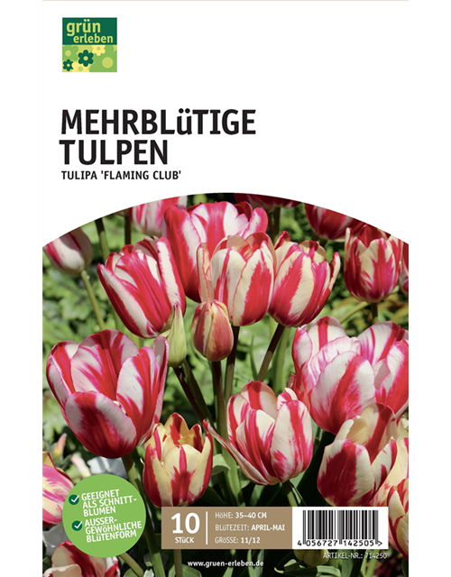 Tulpen mehrblütig 