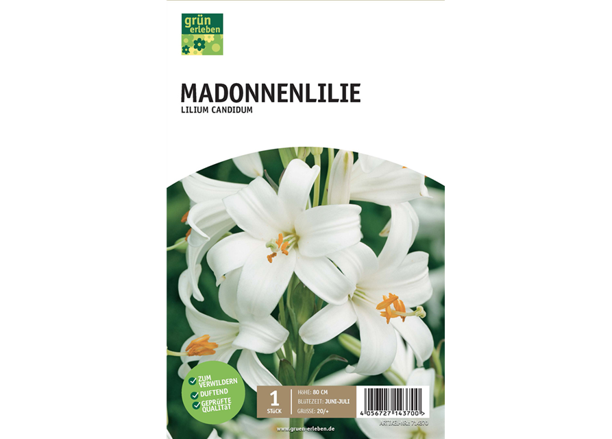 Madonnenlilie