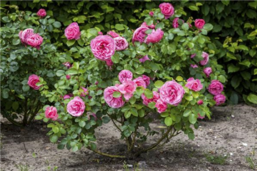 DER OKTOBER - PFLANZZEIT FÜR ROSEN