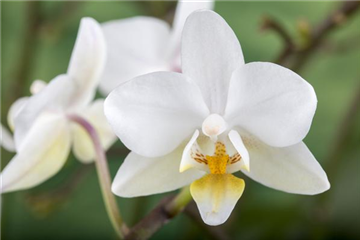 DAS GROSSE ORCHIDEEN EINMALEINS!