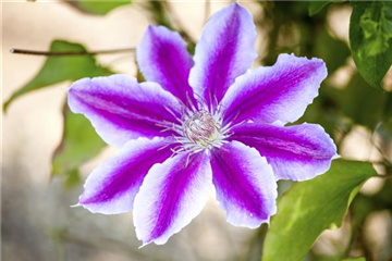 CLEMATIS!