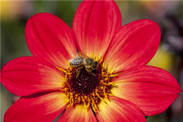 DAHLIEN - BLüHWUNDER IM HOCHSOMMER