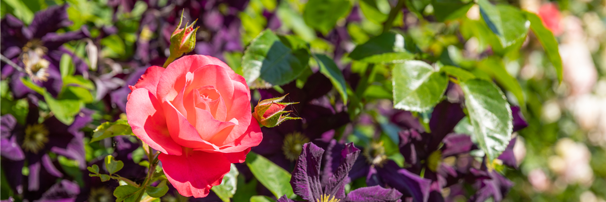 Waldrebe und Rose