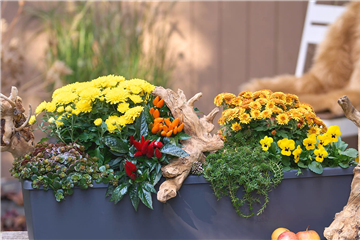 BLüTEN FüR DEN HERBSTBALKON!